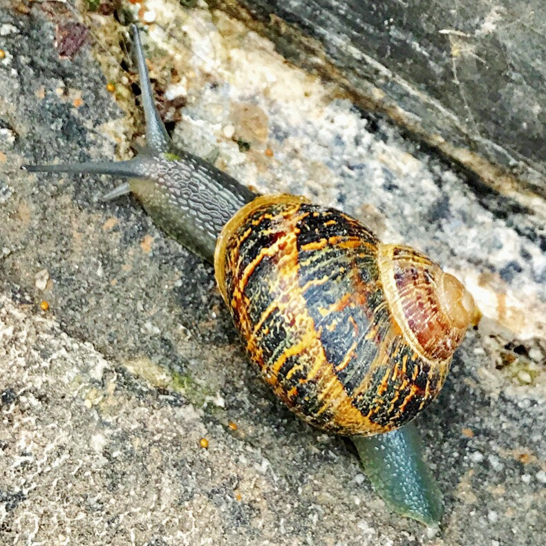 Apple iPhone 7 Plus sample photo. 610 photography