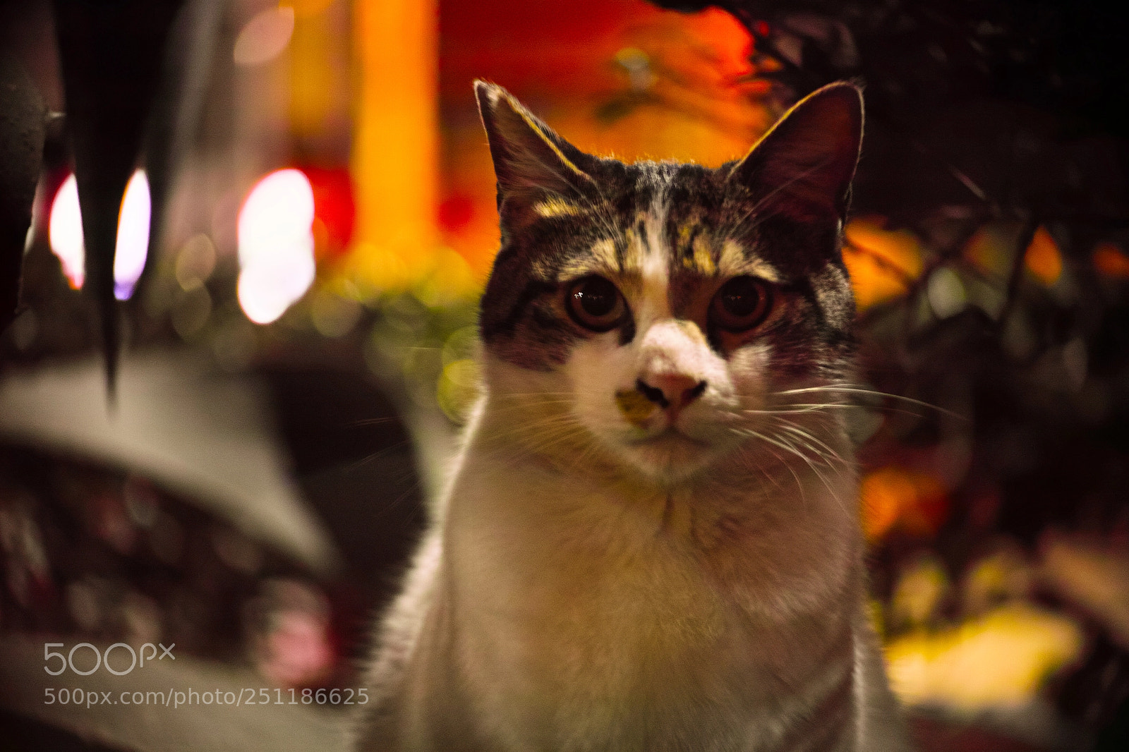 Sigma DP3 Merrill sample photo. Cat every day photography