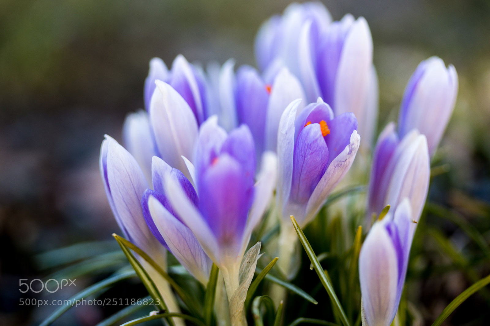 Canon EOS 70D sample photo. Purple spring photography