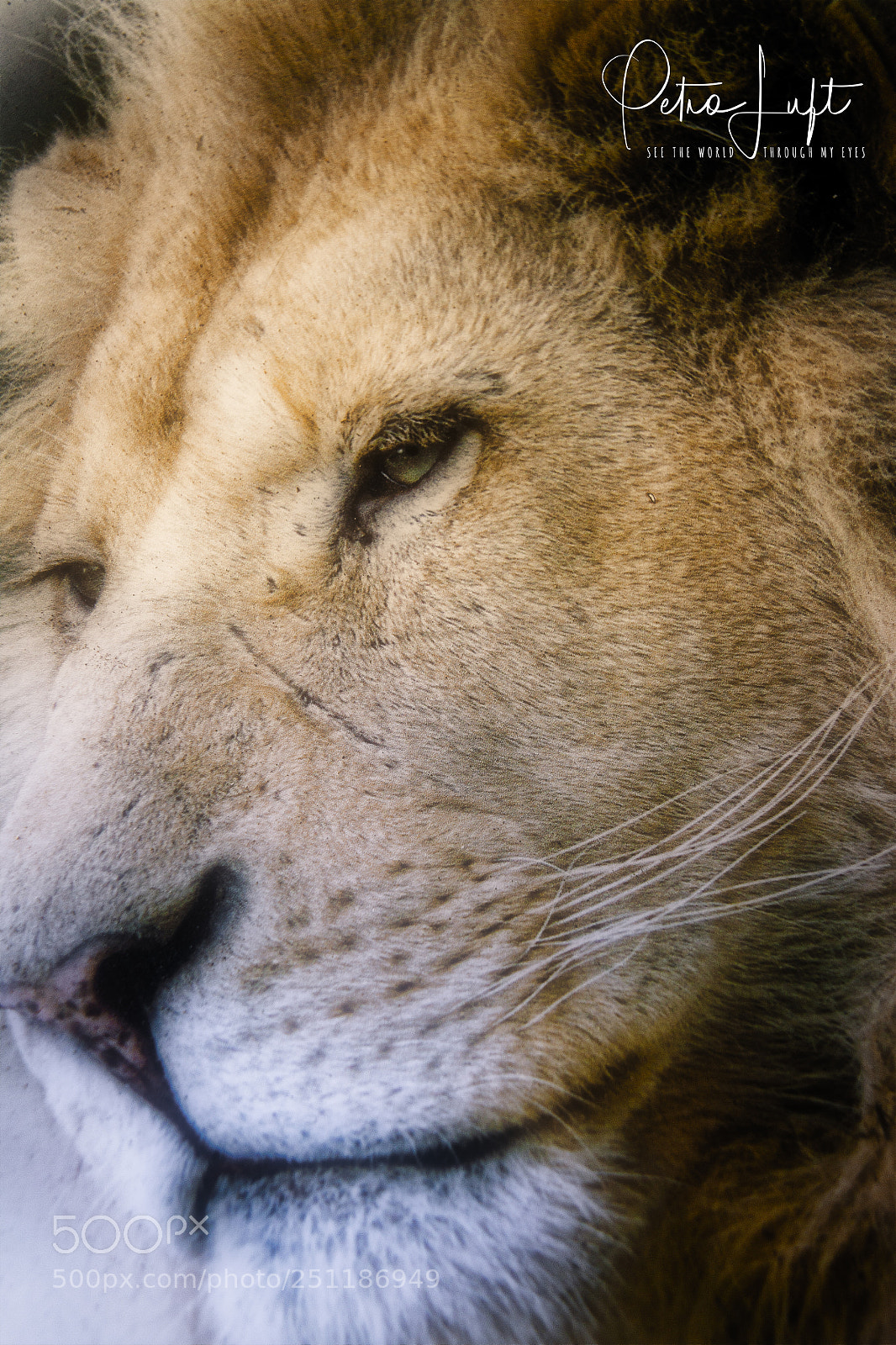 Canon EOS 50D sample photo. Close up lion photography