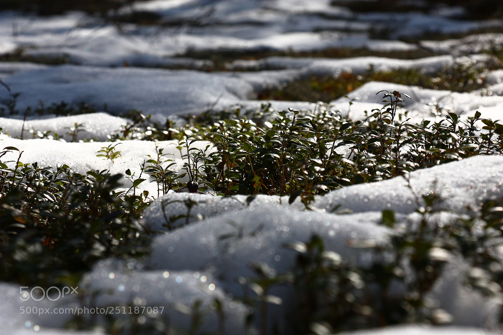 Canon EOS 450D (EOS Rebel XSi / EOS Kiss X2) sample photo. Cowberry shrubs and snow. photography