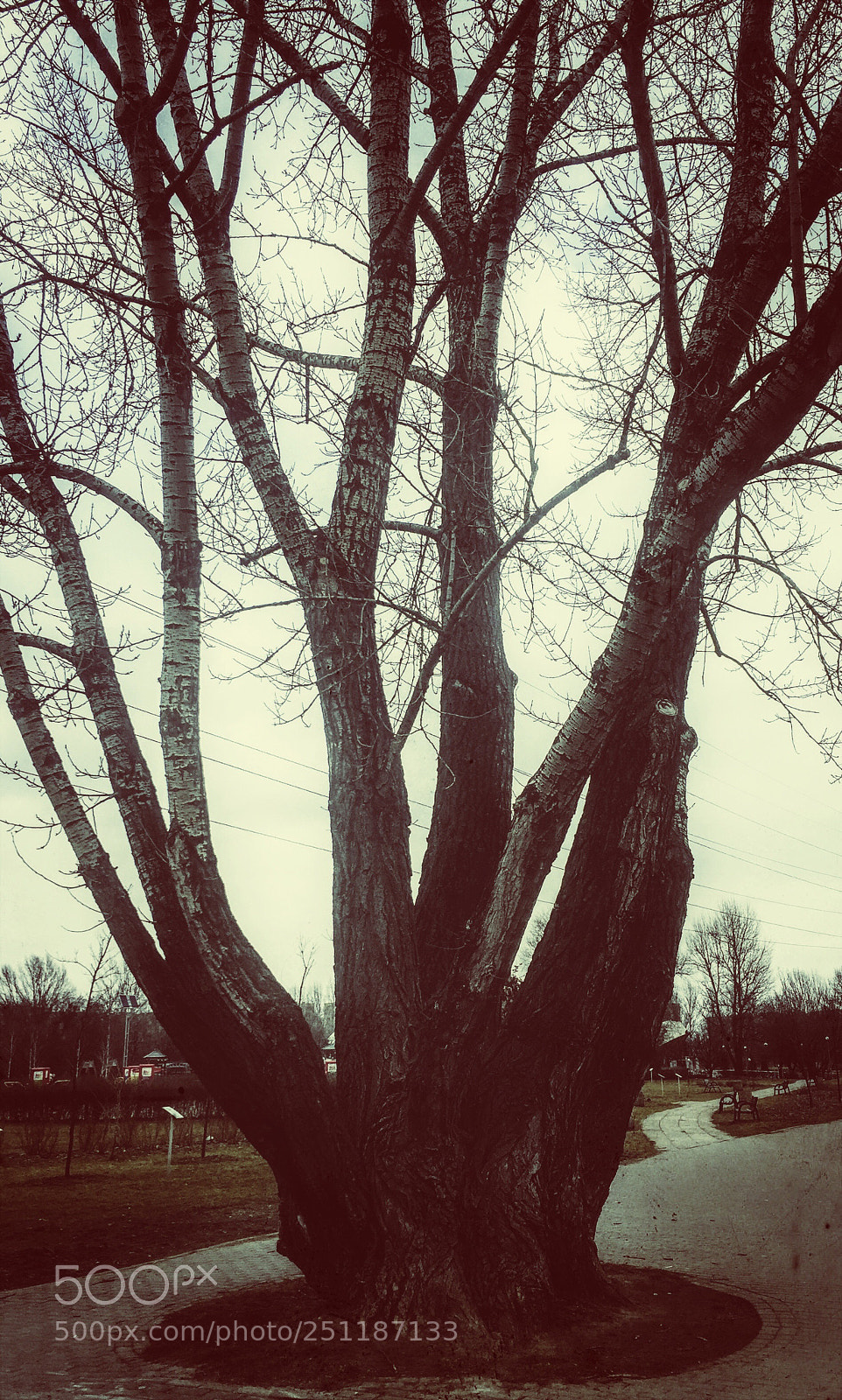Apple iPhone 6 sample photo. Tree photography