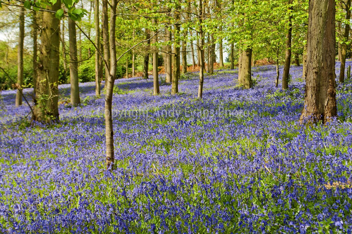 Nikon D3000 sample photo. Bluebell woods at the photography