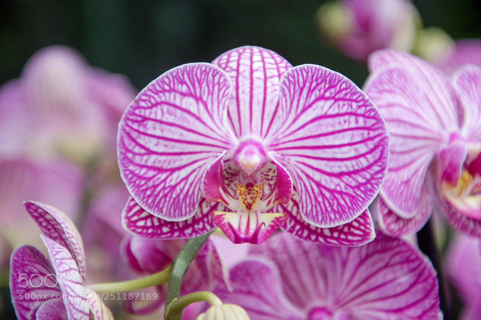 Nikon D3300 sample photo. Pink stripy orchidea photography