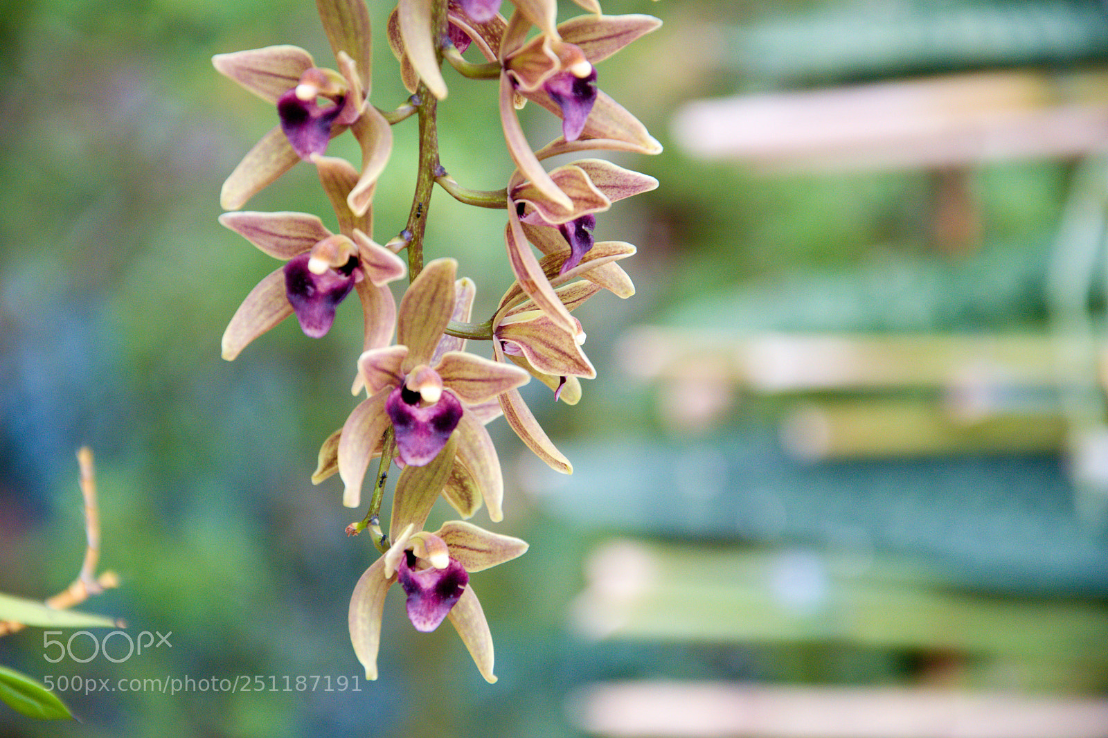 Nikon D3300 sample photo. Orchids photography