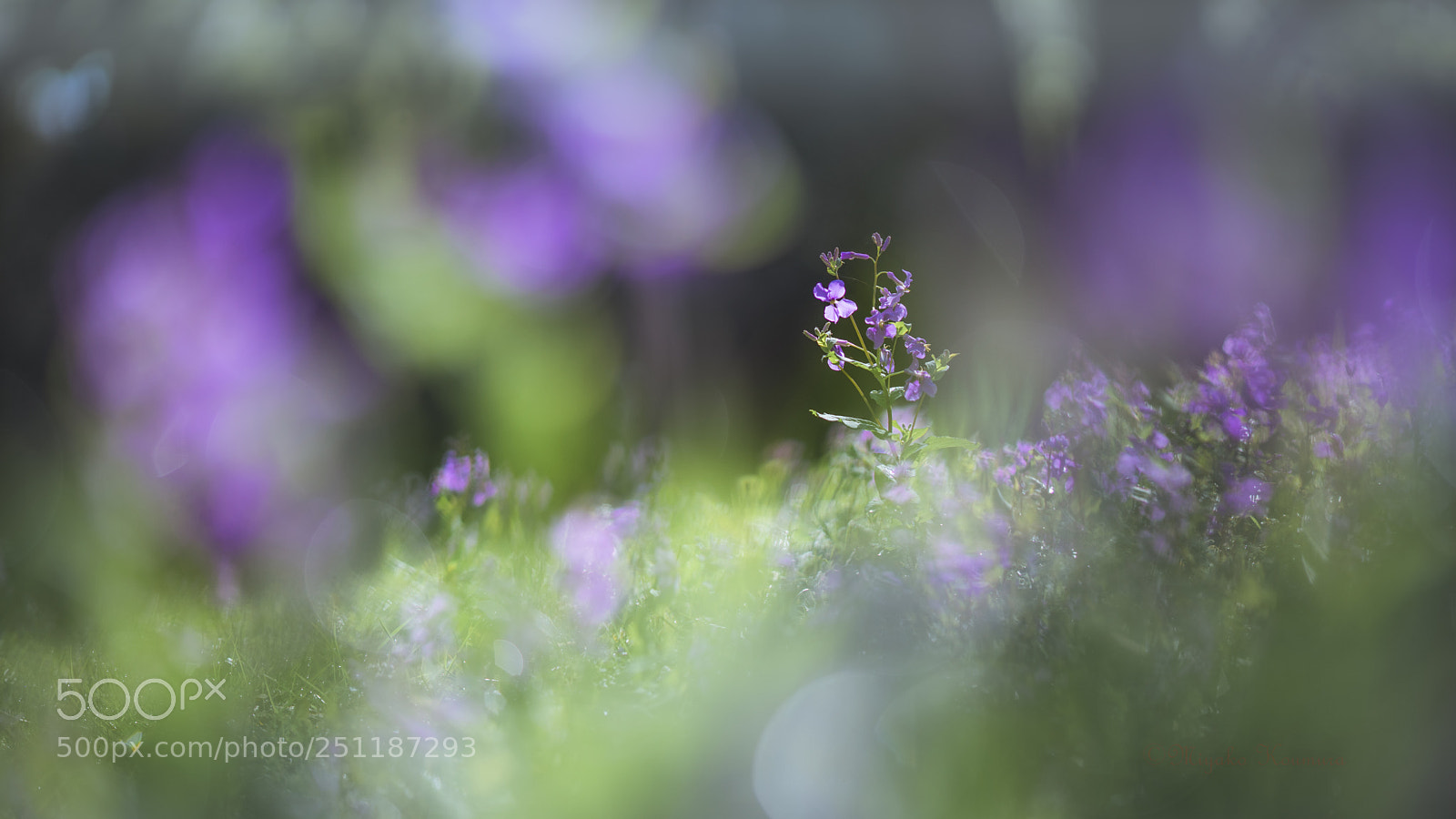 Sony a7 II sample photo. Spring photography