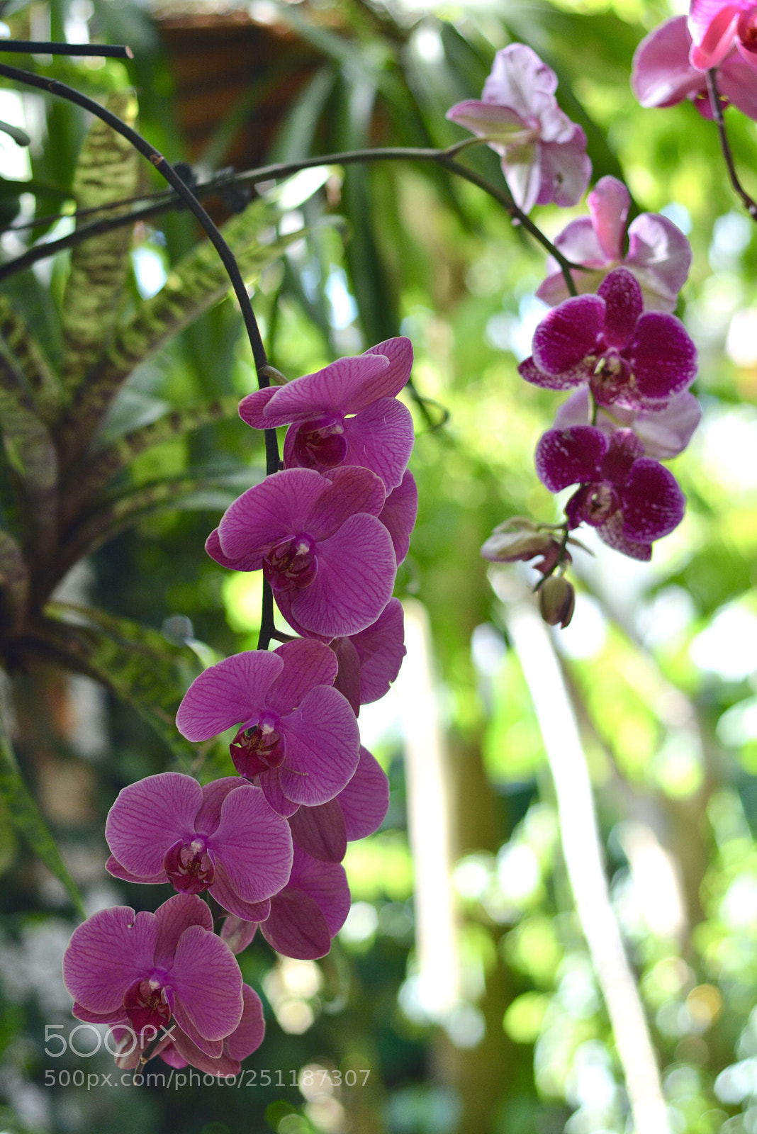 Nikon D7100 sample photo. Orchid photography