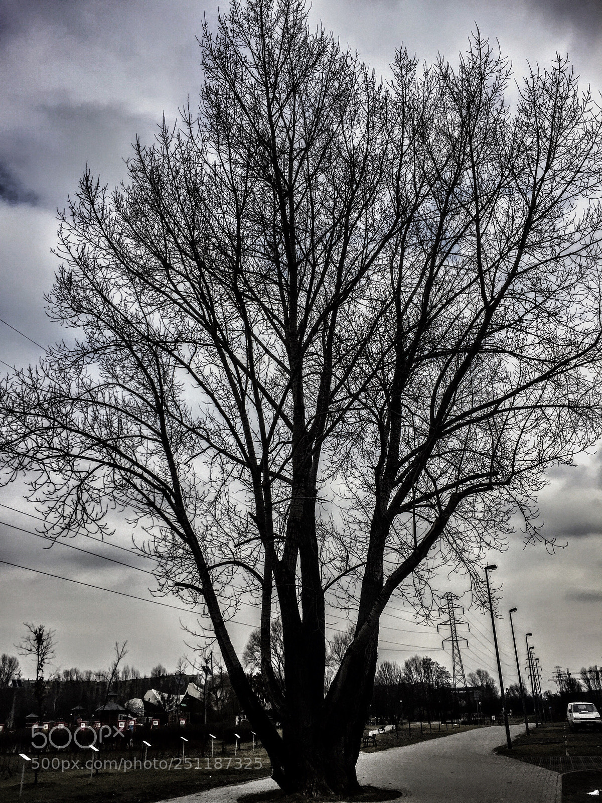 Apple iPhone 6 sample photo. Tree photography
