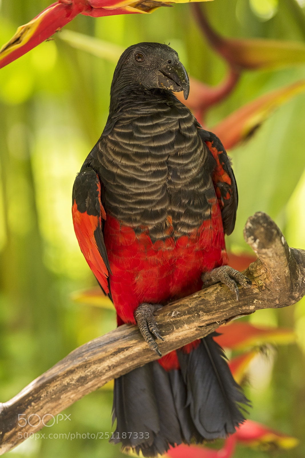 Nikon D810 sample photo. Bird photography