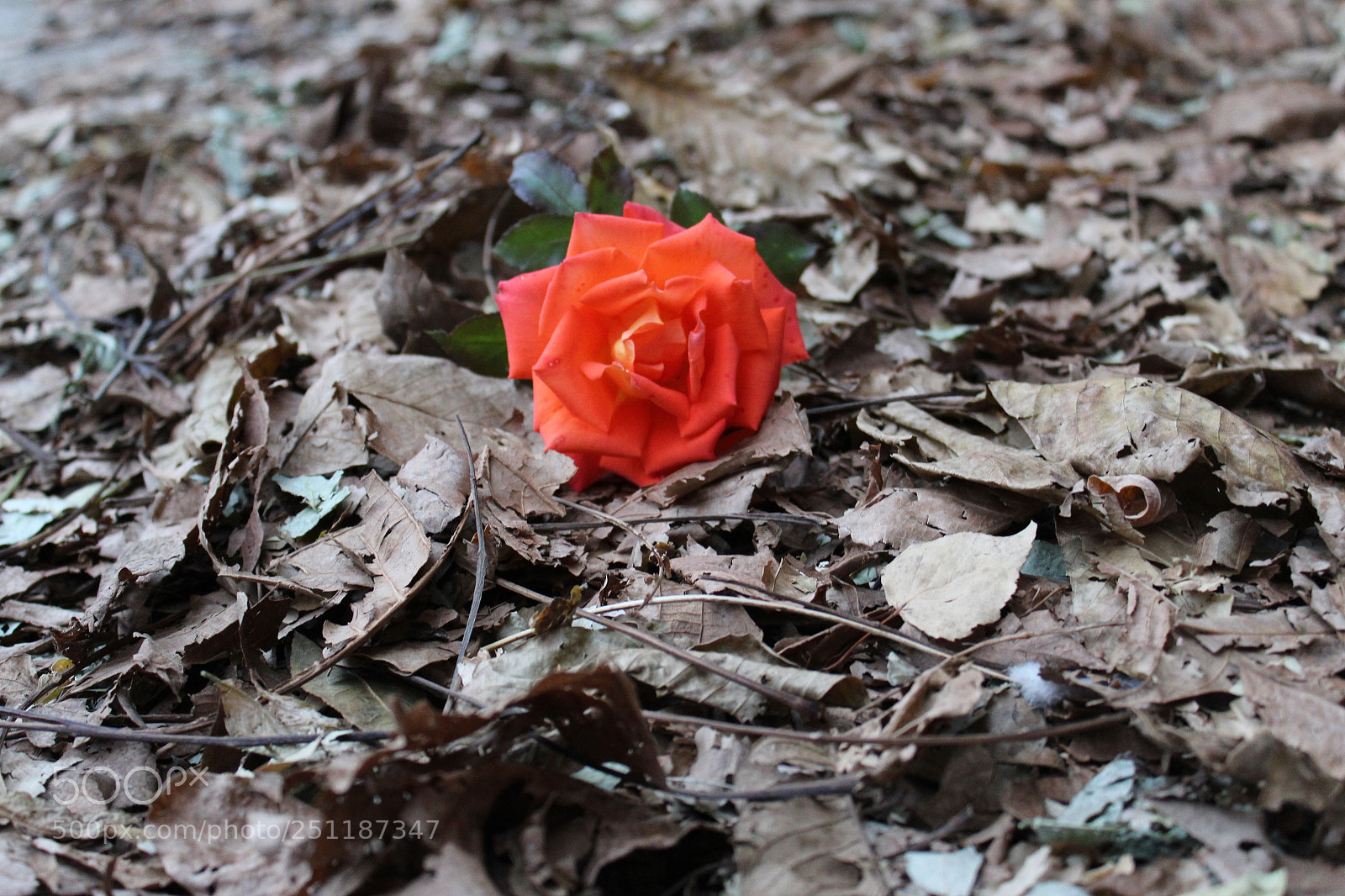 Canon EOS 1300D (EOS Rebel T6 / EOS Kiss X80) sample photo. Untitled photography