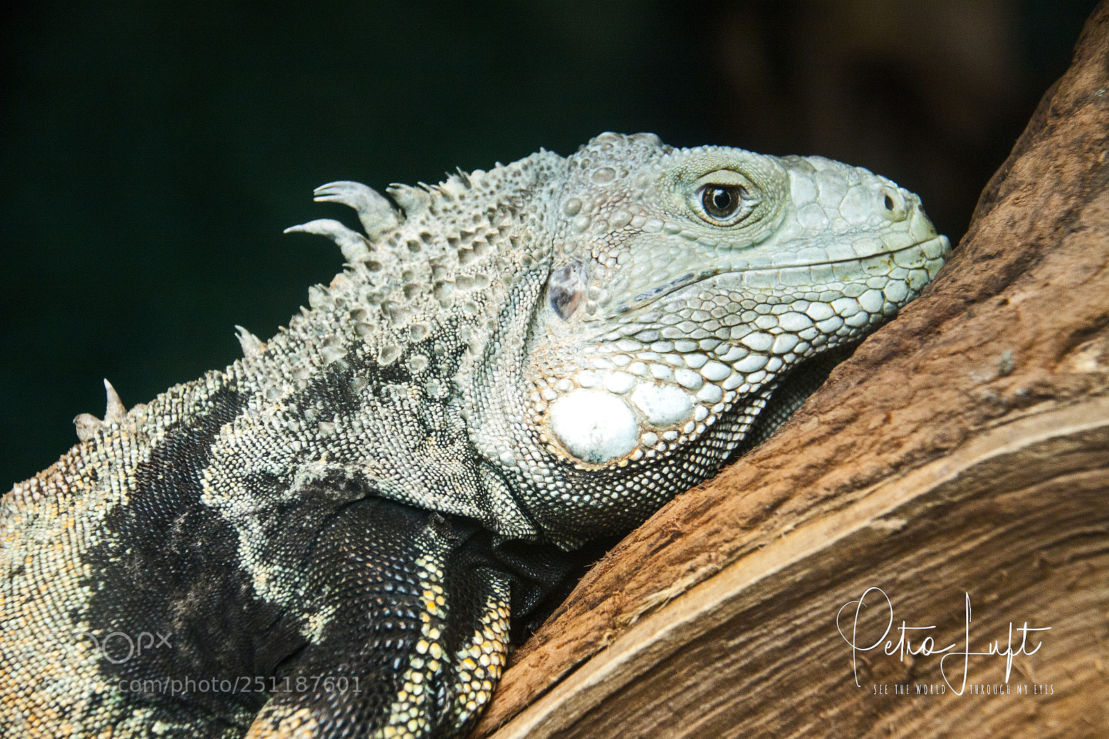 Canon EOS 50D sample photo. Close up liguana photography