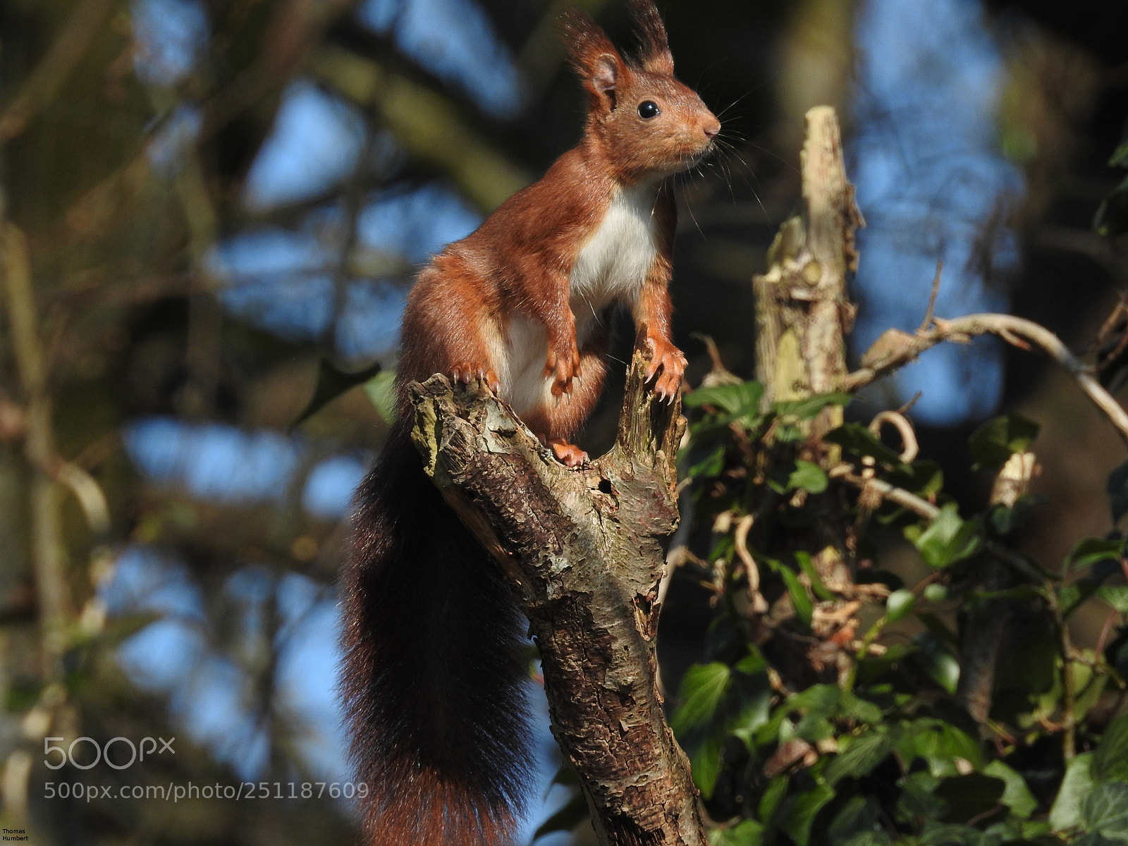 Nikon Coolpix P900 sample photo. Cureuil roux - sciurus photography