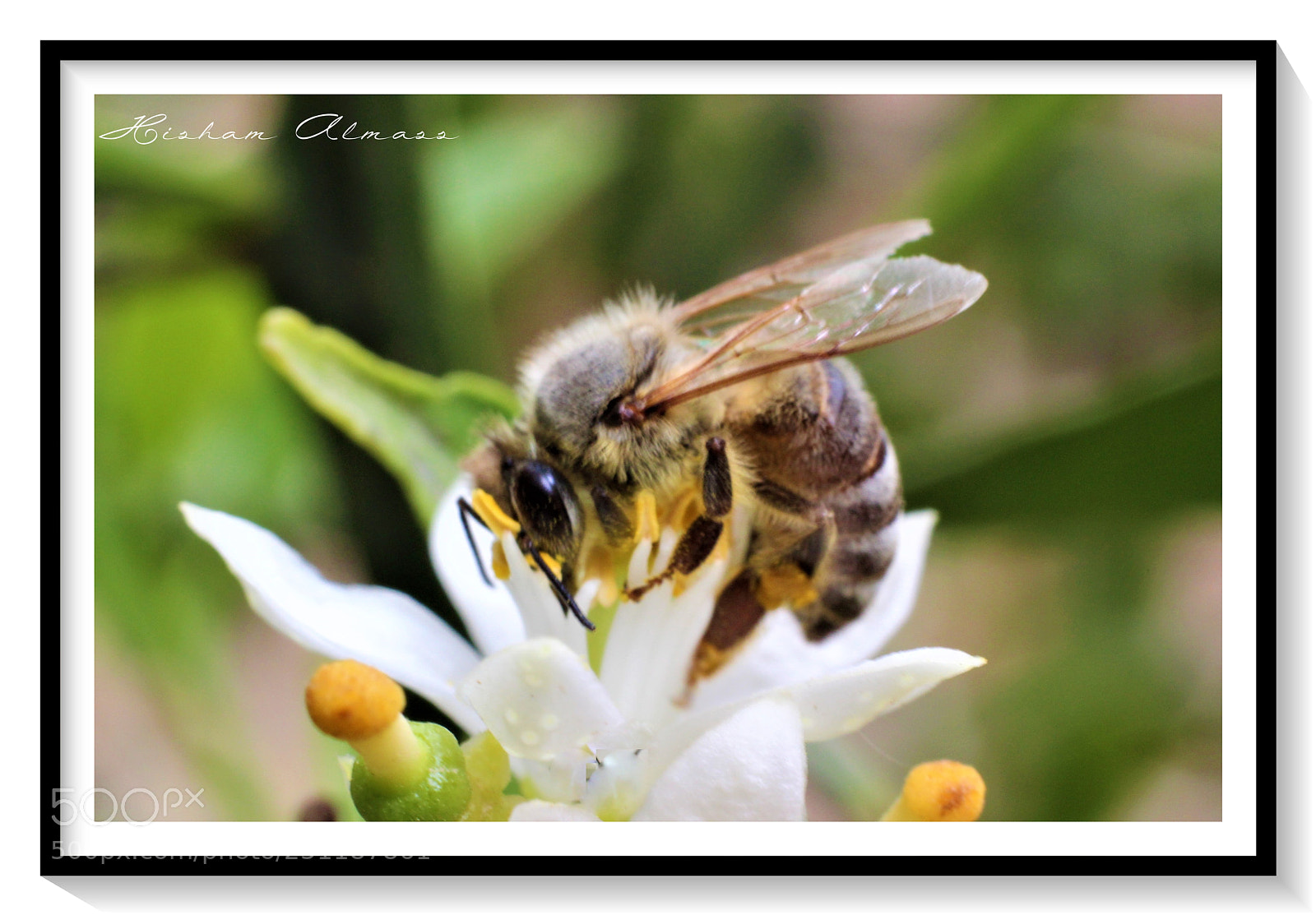 Canon EOS 600D (Rebel EOS T3i / EOS Kiss X5) sample photo. Working hard!! photography