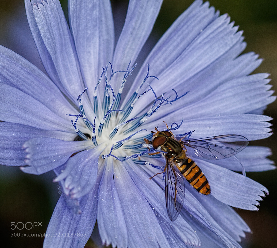 Canon EOS 5D Mark II sample photo. Chicory with hoverfly photography
