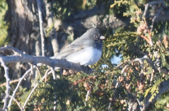 Nikon D5000 sample photo. Posing junco photography