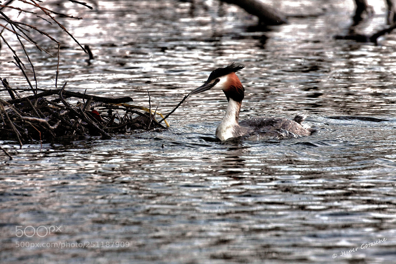 Canon EOS 40D sample photo. Nesting photography