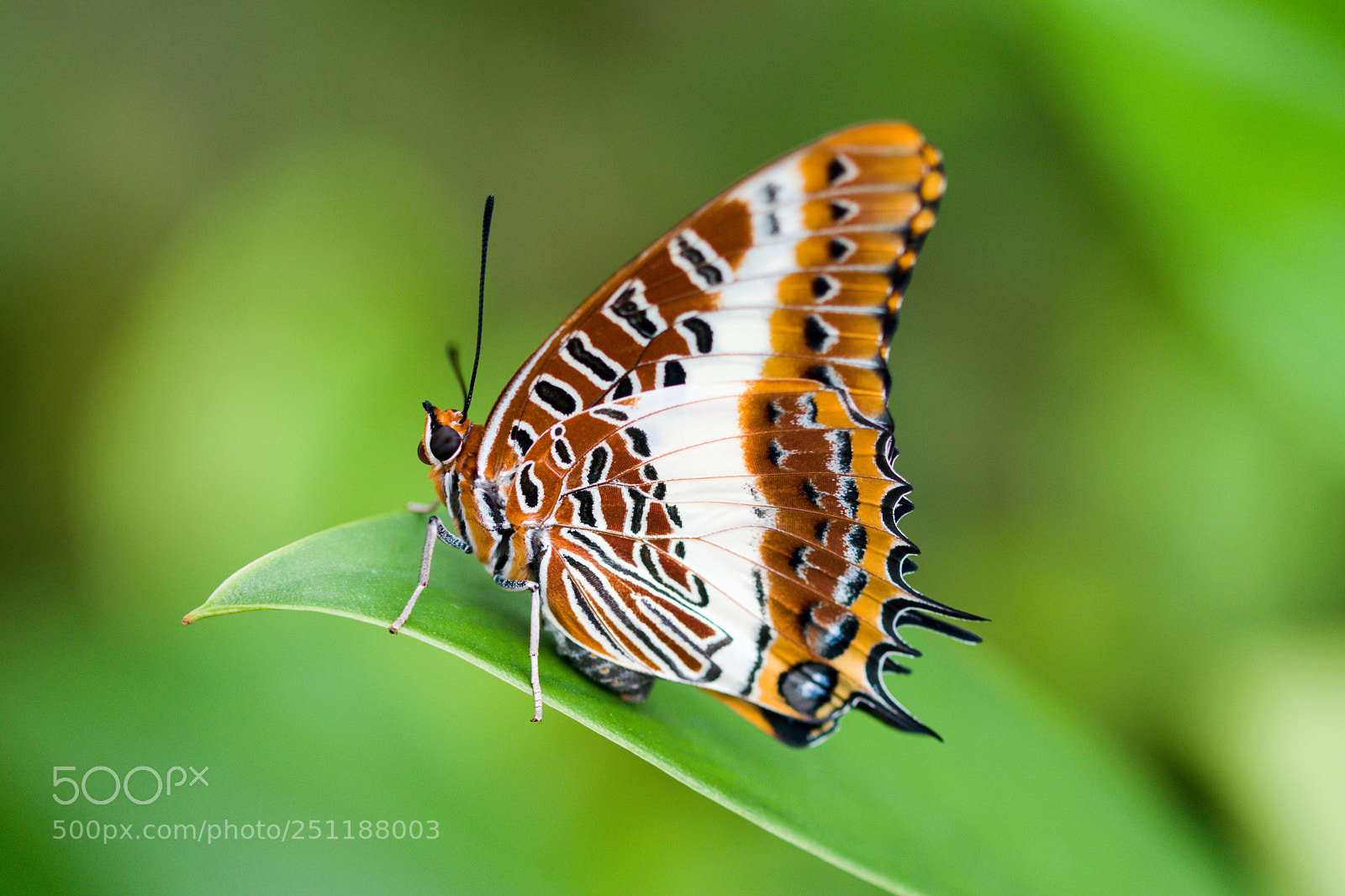 Nikon D3300 sample photo. Butterfly photography