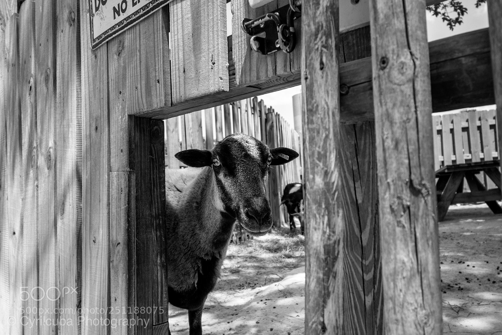 Nikon D5500 sample photo. Sheep photography