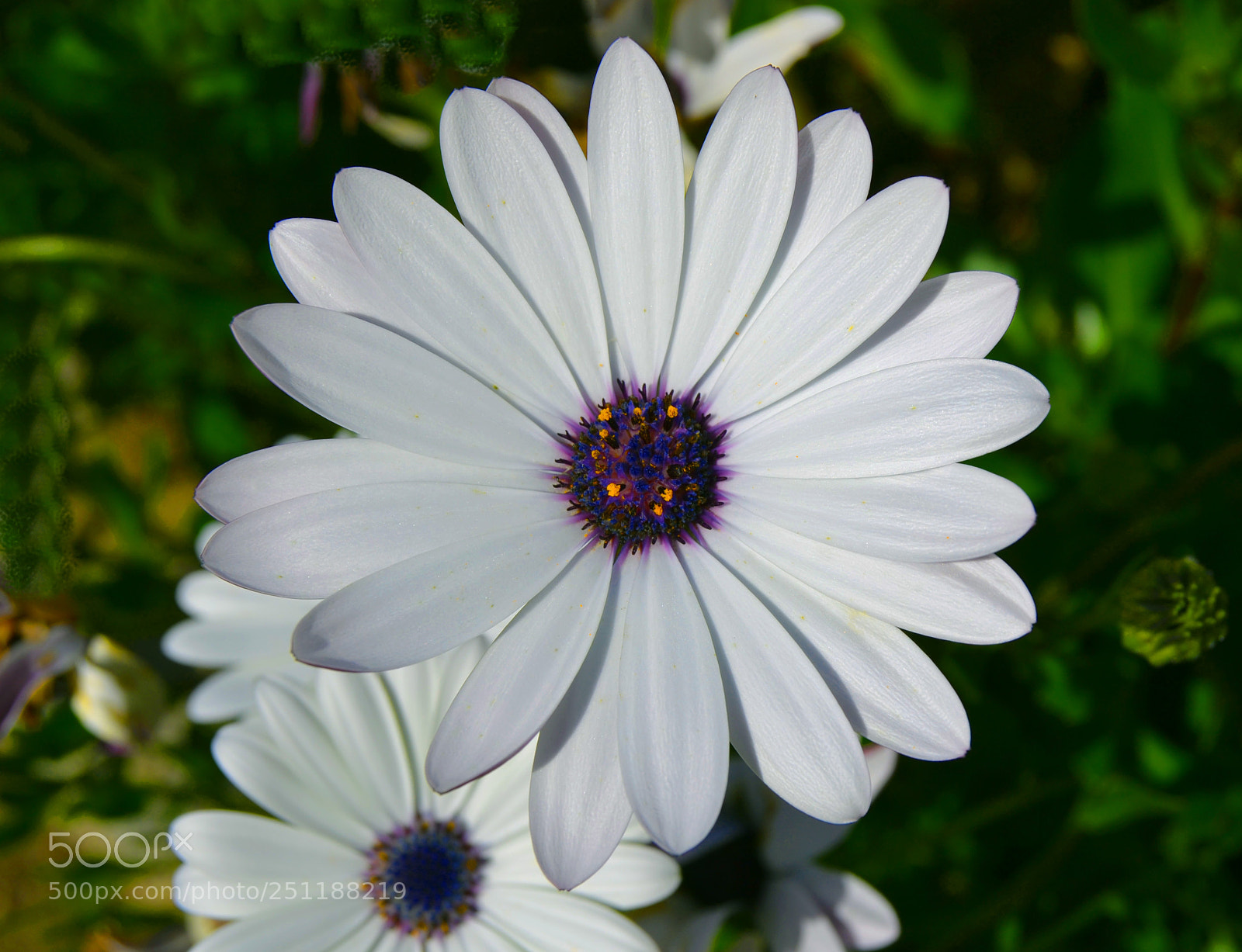 Nikon D3100 sample photo. Flor photography