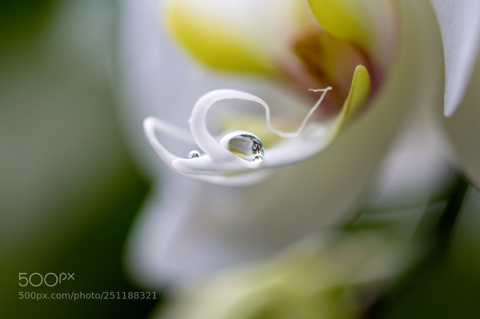 Nikon D3300 sample photo. White orchidea photography