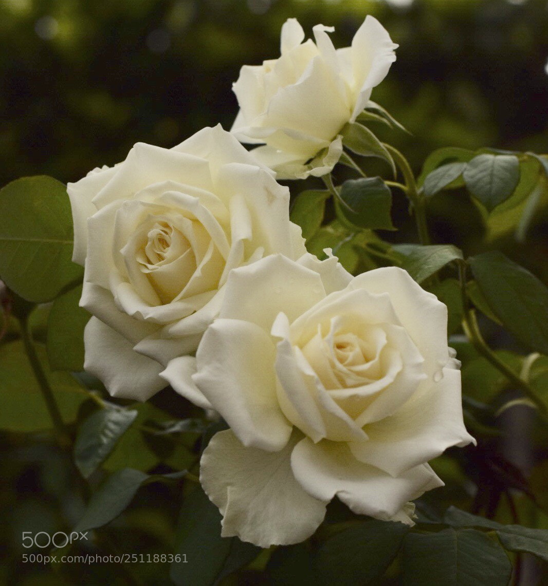Nikon D3300 sample photo. Untitled photography