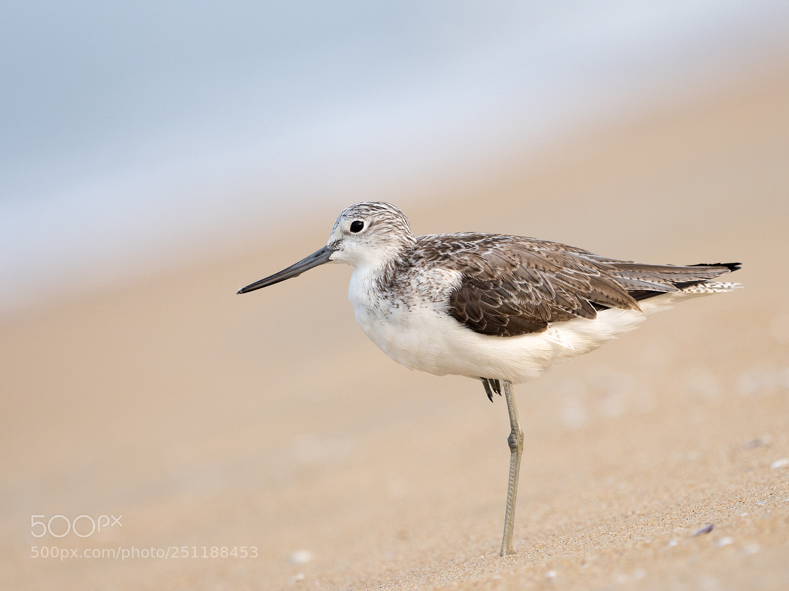 Olympus OM-D E-M1 Mark II sample photo. Common greenshank photography