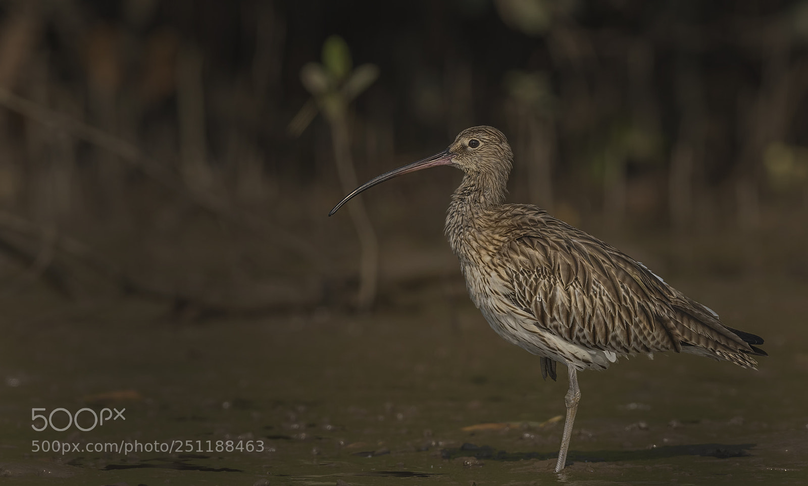 Nikon D500 sample photo. Eurasian curlew photography