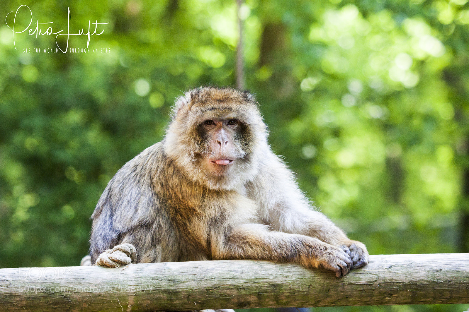 Canon EOS 50D sample photo. Monkey photography