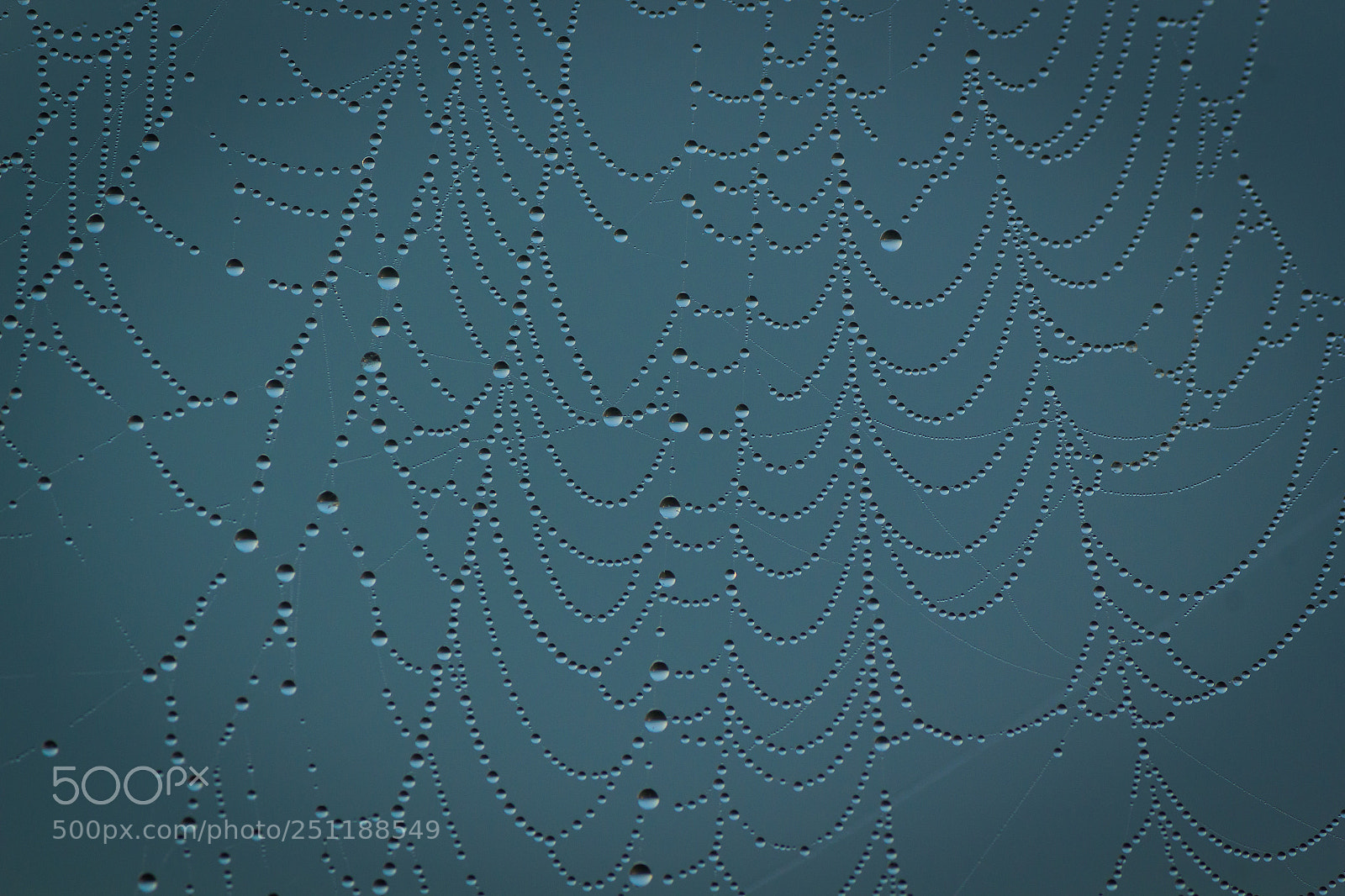 Canon EOS 550D (EOS Rebel T2i / EOS Kiss X4) sample photo. Dew drops photography