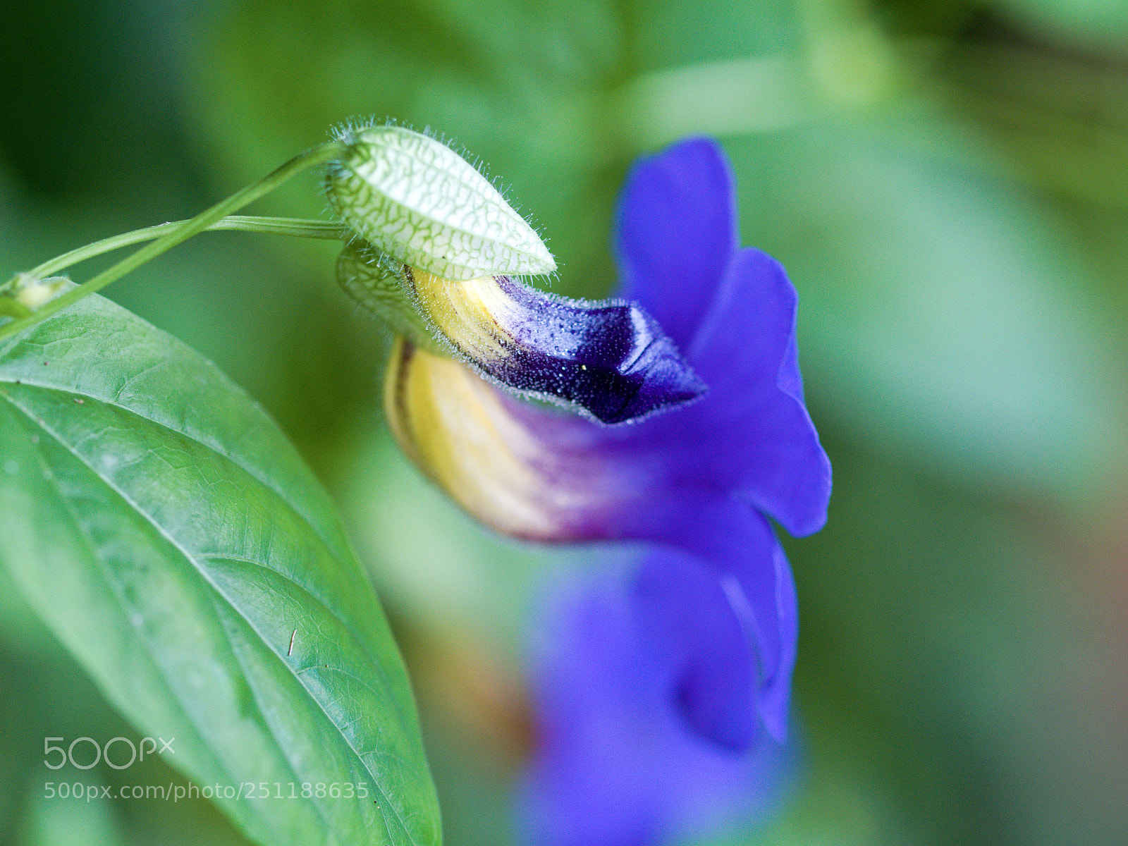 Nikon D3300 sample photo. Blue flower photography