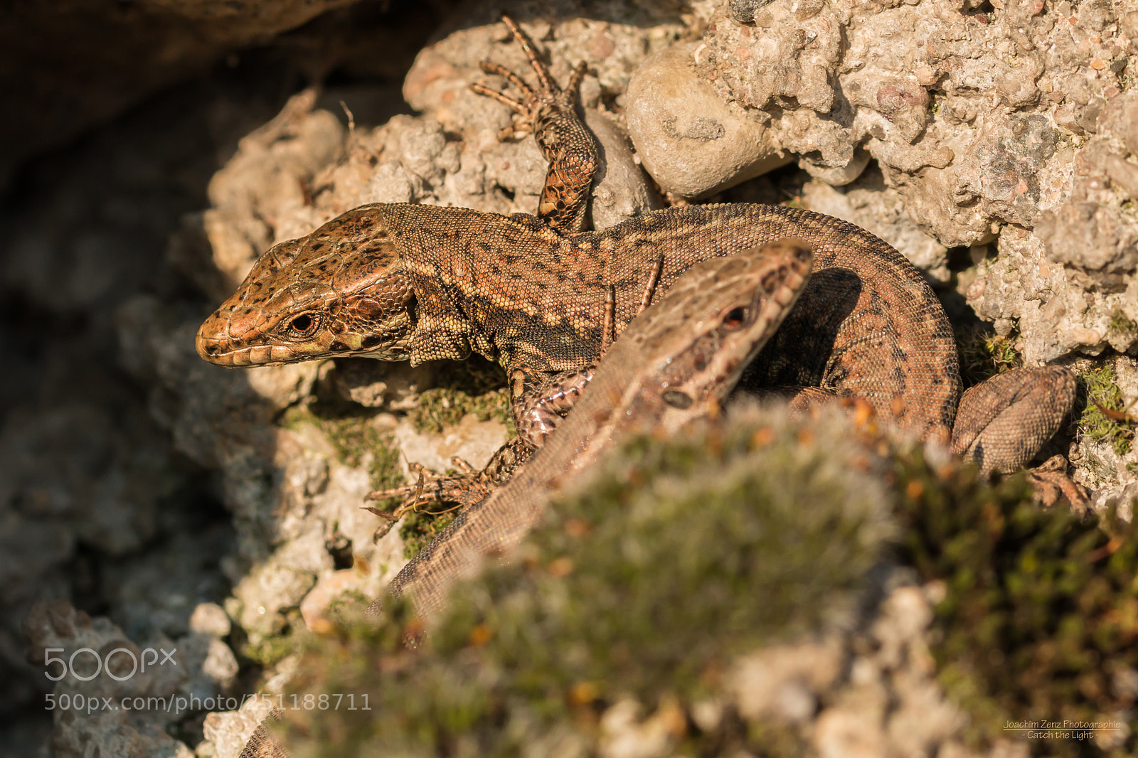 Canon EOS 70D sample photo. Lizard ... photography