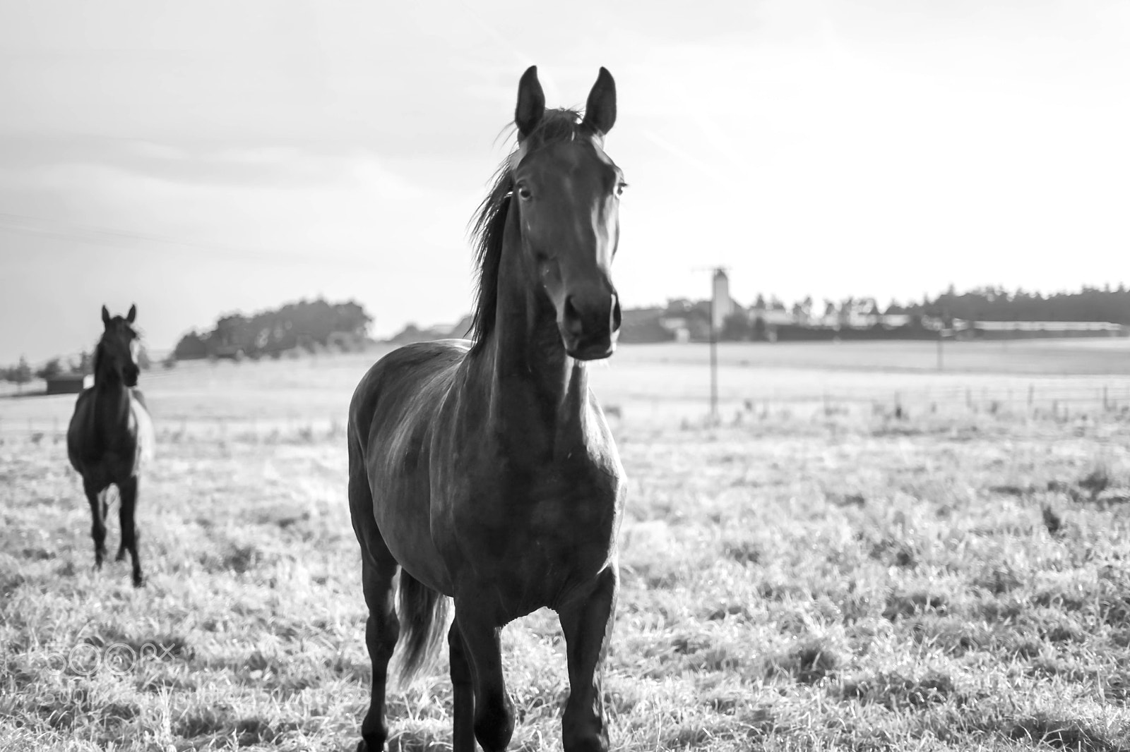 Sony a7 sample photo. To greet photography