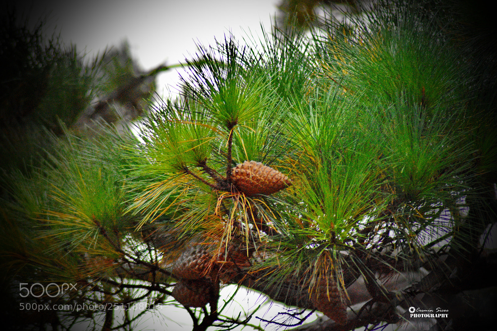 Nikon D5600 sample photo. Pine tree cone photography