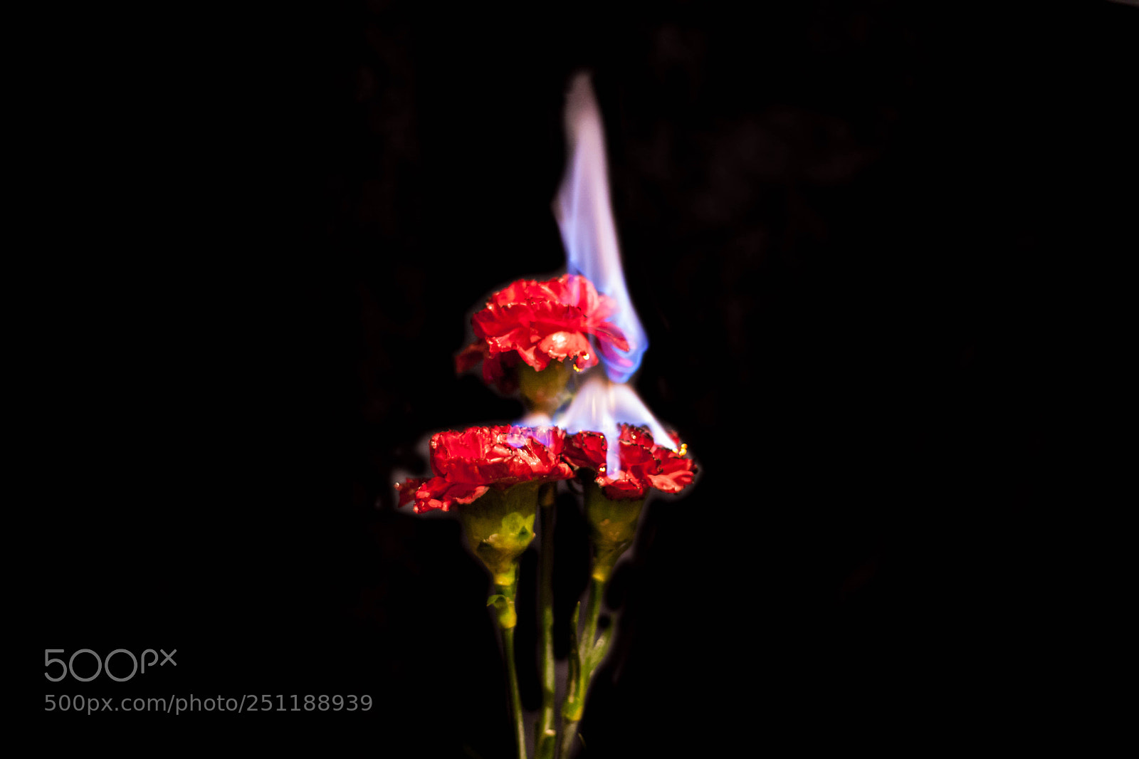 Canon EOS 5D Mark II sample photo. Carnation on fire photography
