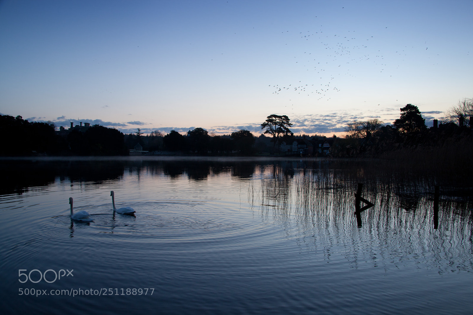 Canon EOS 5D Mark II sample photo. Blue hour swans photography