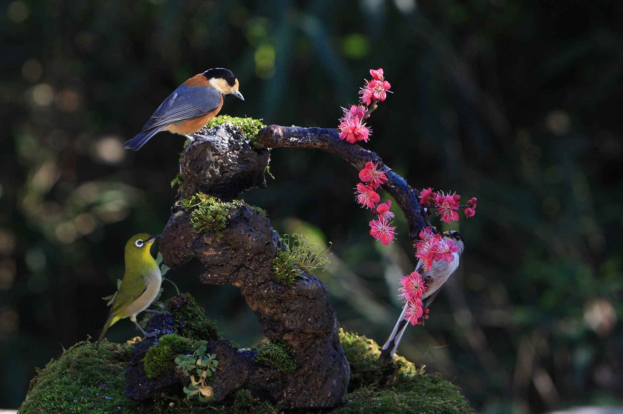 Canon EOS-1D Mark III + Canon EF 70-200mm F2.8L IS USM sample photo. B photography