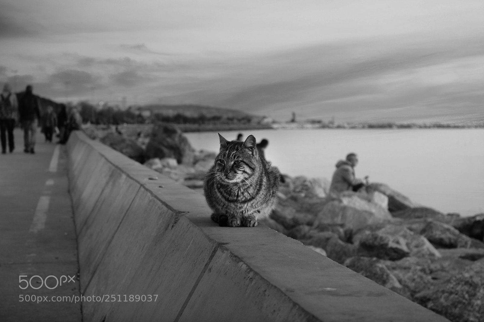 Canon EOS 550D (EOS Rebel T2i / EOS Kiss X4) sample photo. Istanbul coast and cats photography