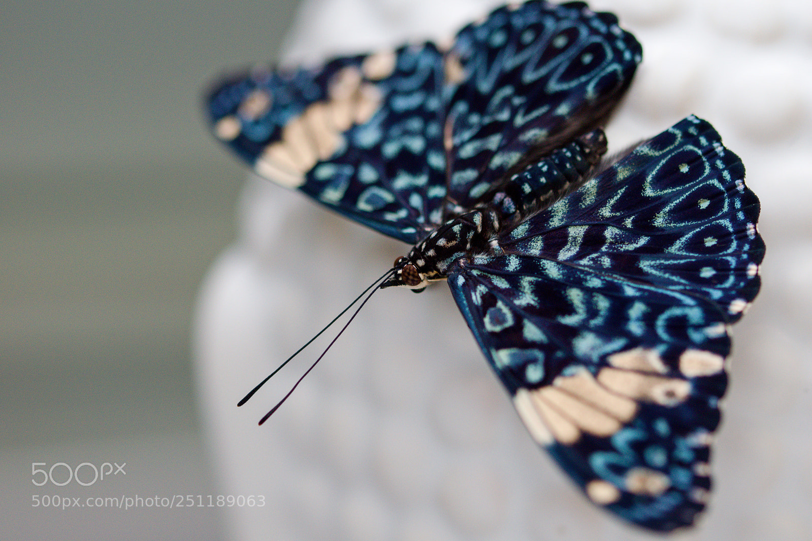 Nikon D3300 sample photo. Butterfly photography