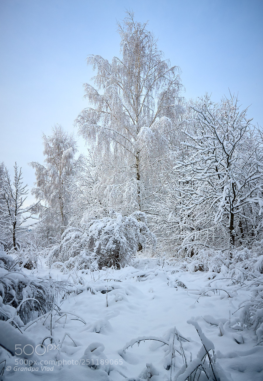 Canon EOS 1100D (EOS Rebel T3 / EOS Kiss X50) sample photo. Winter beauty... photography