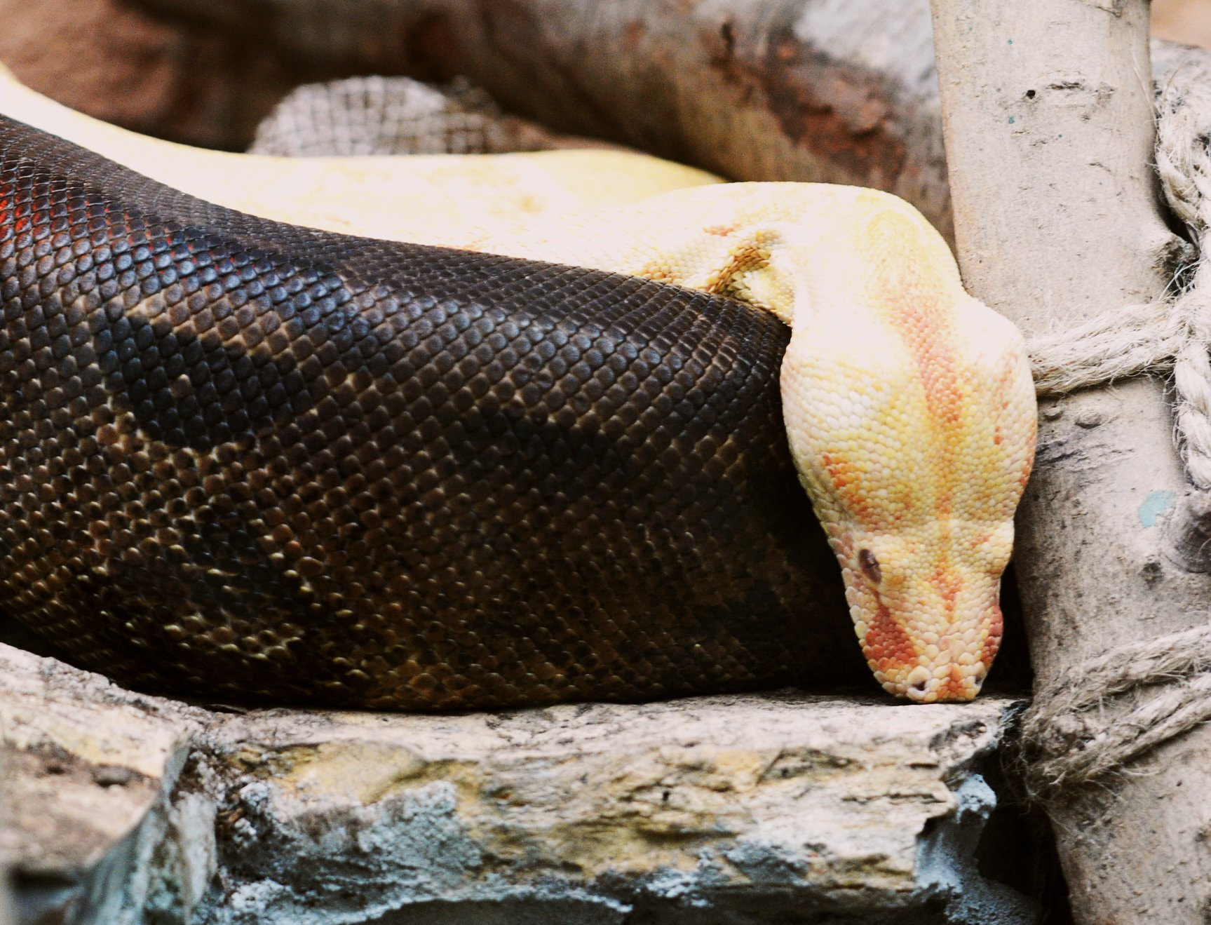 Nikon D7100 sample photo. Snake photography