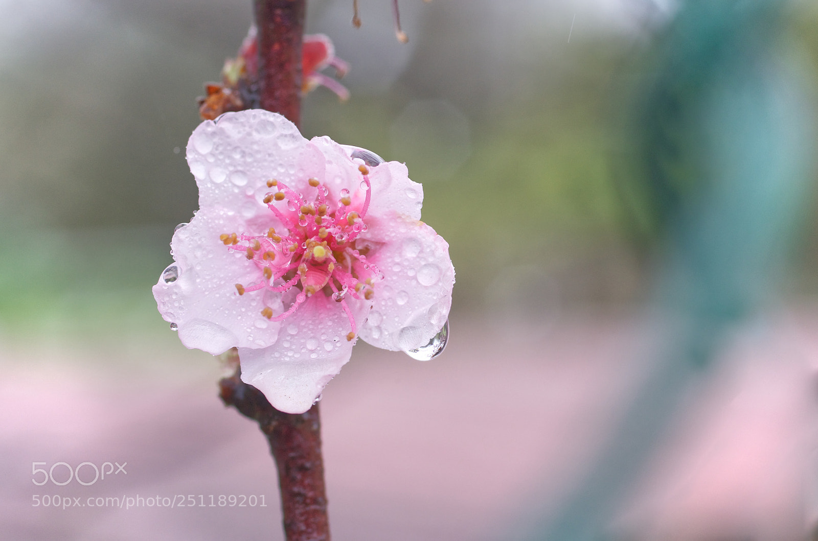 Pentax K-30 sample photo. Pink spring photography