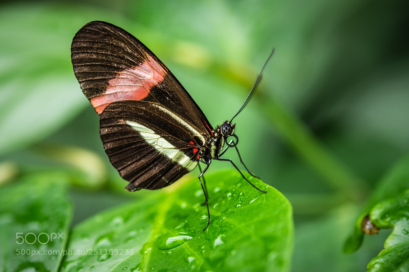 Fujifilm X-T1 sample photo. Kleiner postbote(heliconius erato) photography