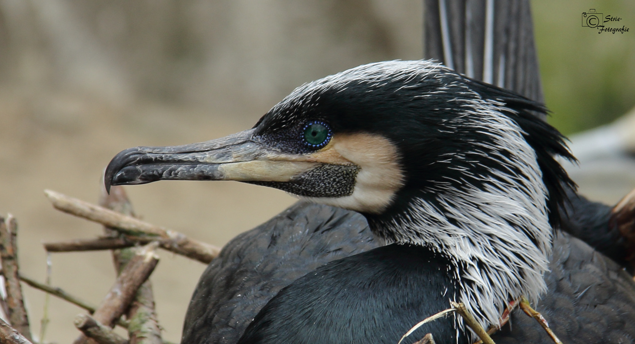 Canon EF-S 18-200mm F3.5-5.6 IS sample photo. Blue eye_kormoran photography