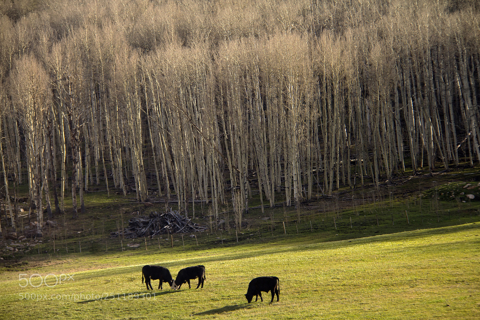 Canon EOS 60D sample photo. Colorado ranchlands photography