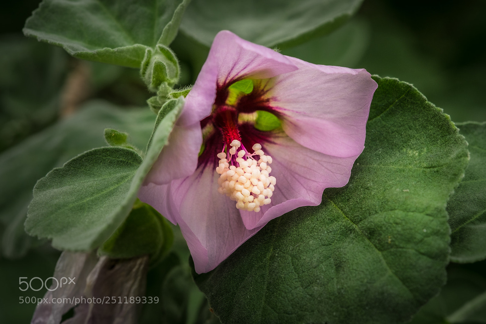 Fujifilm X-T1 sample photo. Strauchpappel oder auch strauchmalve photography
