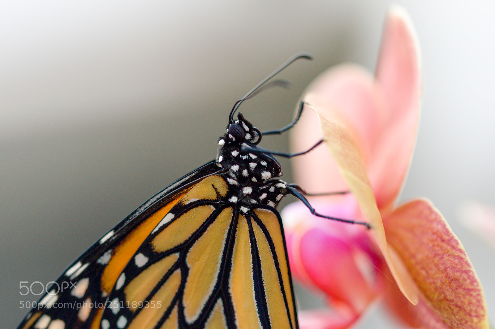 Nikon D3300 sample photo. Butterfly photography