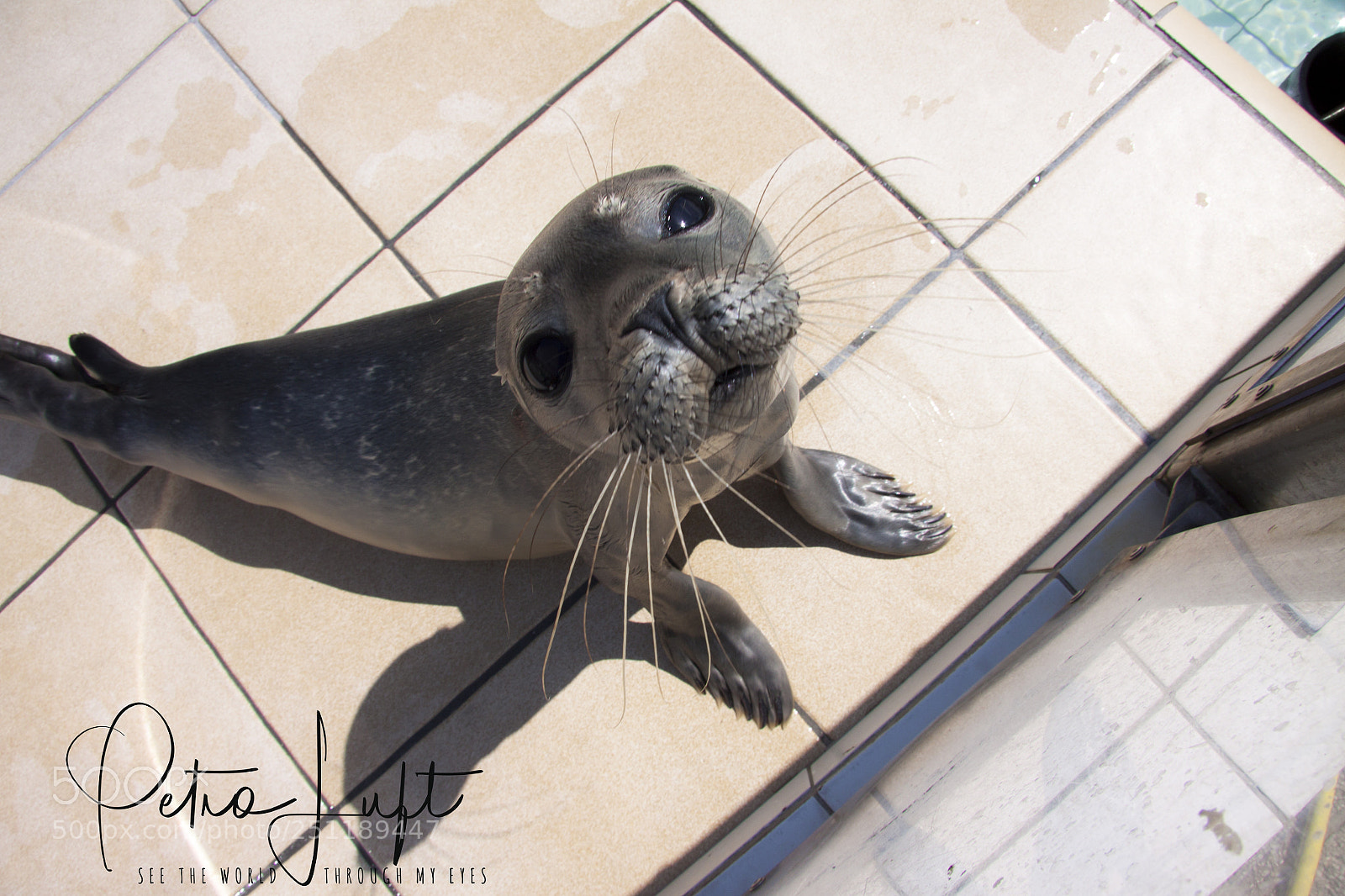 Canon EOS 50D sample photo. Seadog eyes photography