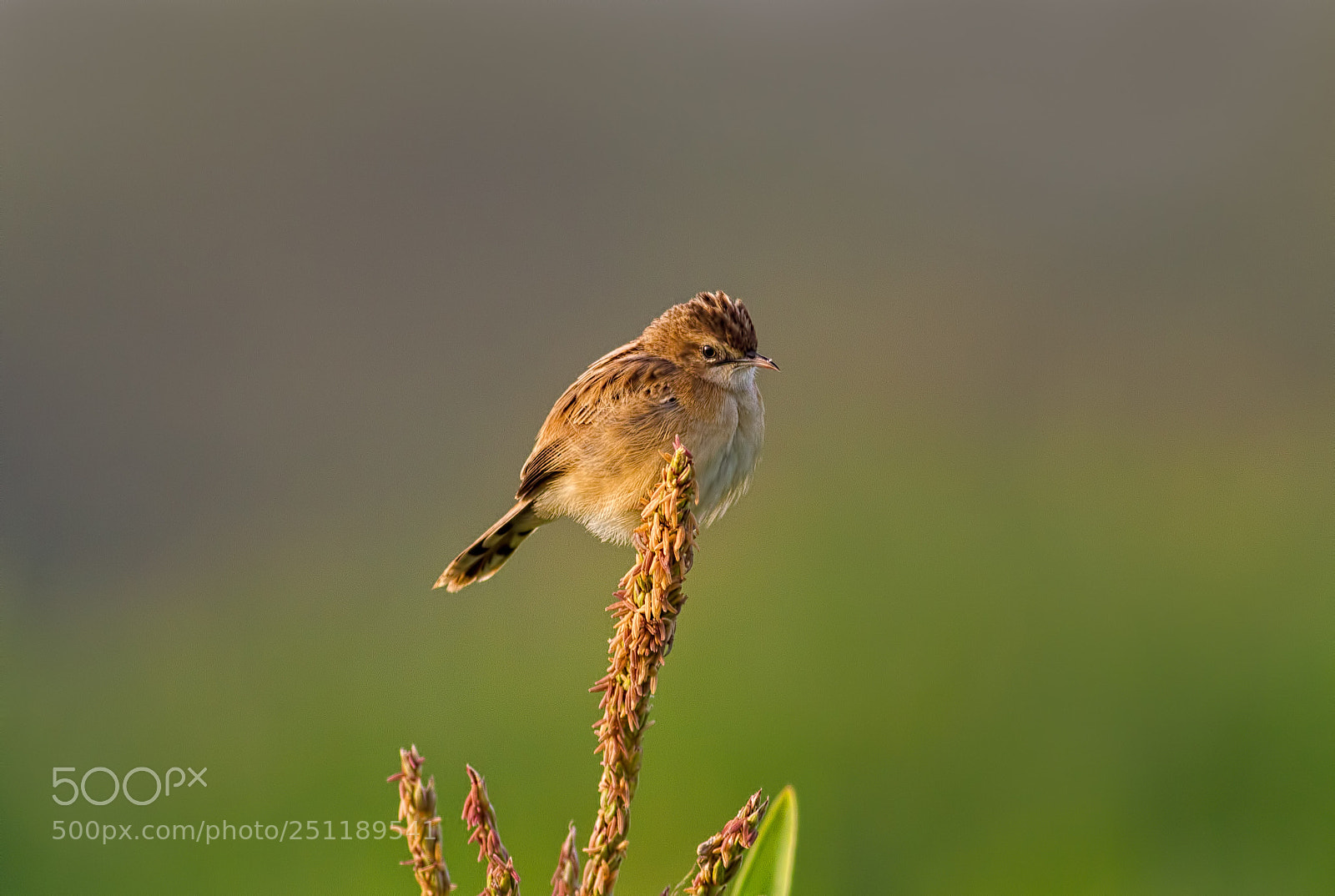 Canon EOS 7D sample photo. Zitting cisticola.... photography