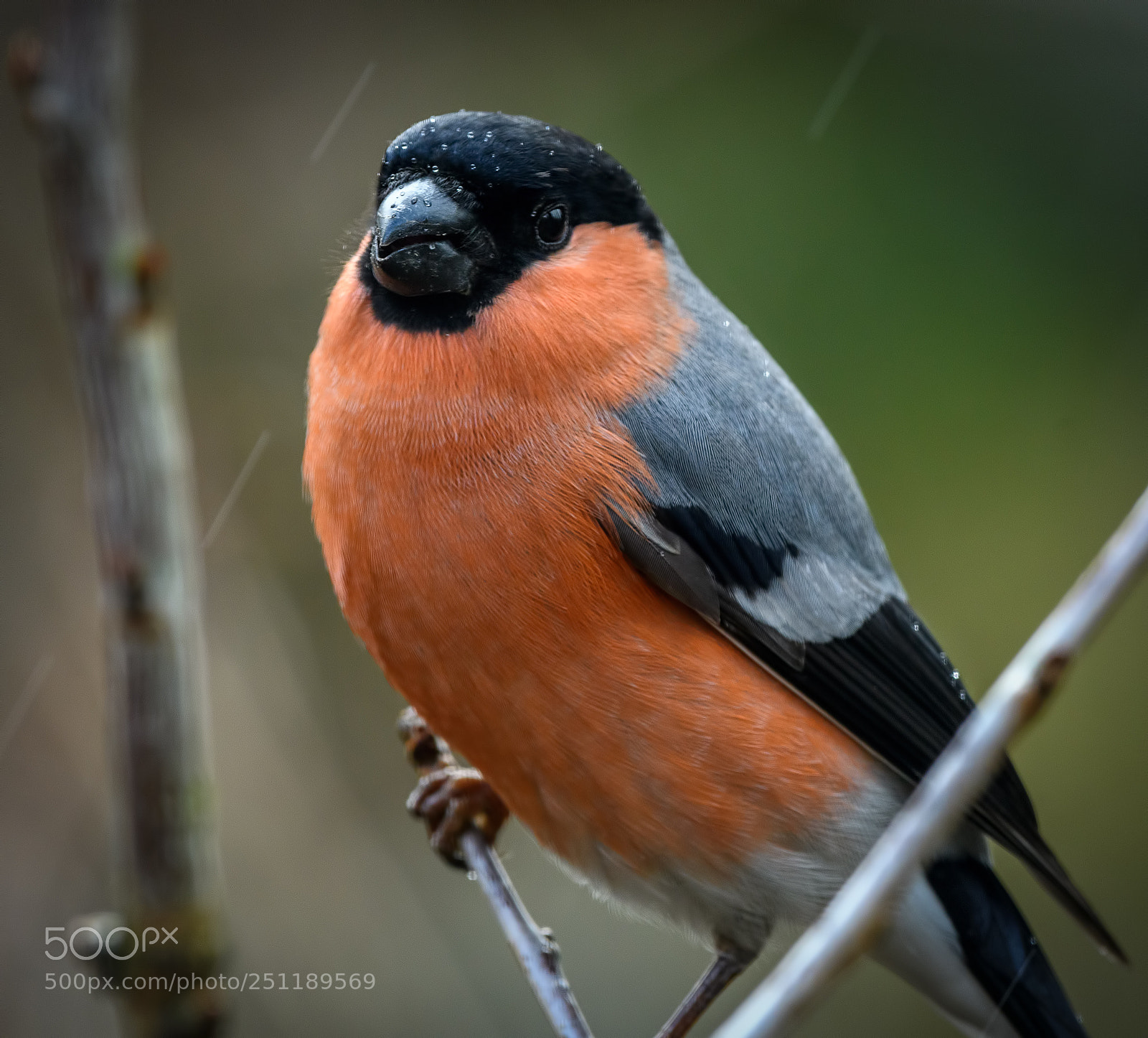 Nikon D500 sample photo. Bullfinch in the rain photography