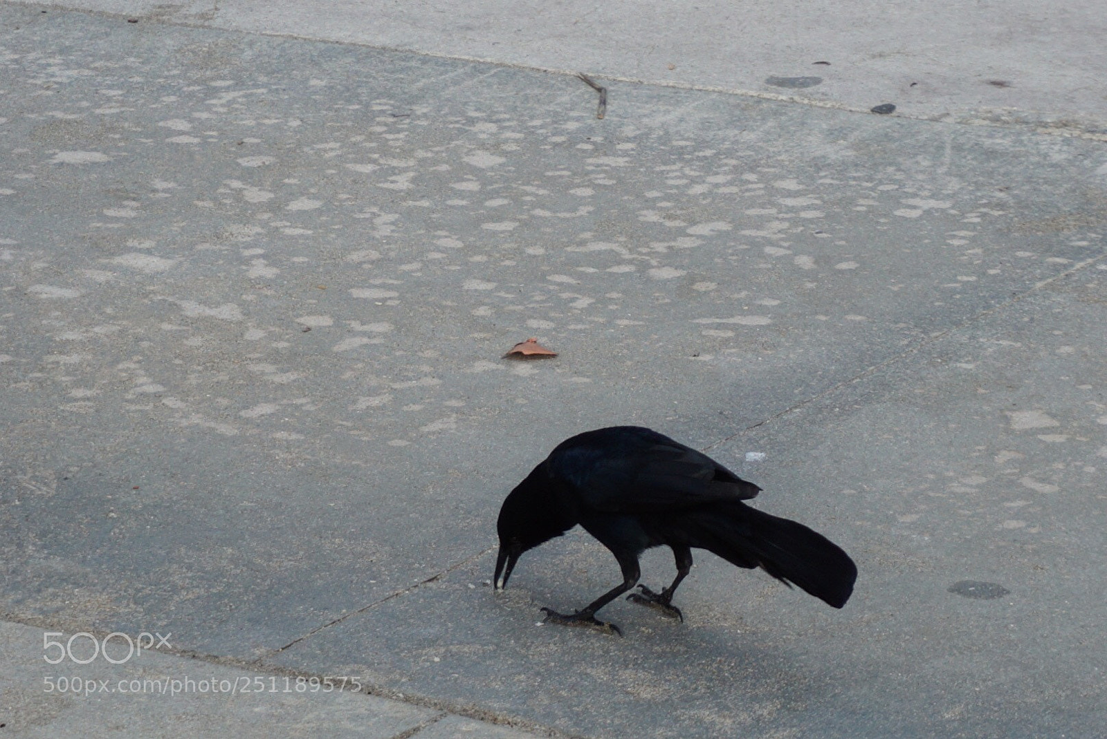 Sony a5100 sample photo. Untitled photography